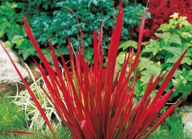 pennisetum-blek-byuti — kopiya (2)